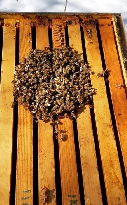 pasiecznik zimowla pszczół